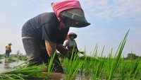 Sejumlah buruh tani menanam bibit padi di persawahan Desa Klaling, Jekulo, Kudus, Jawa Tengah, Jumat (26/7/2024).