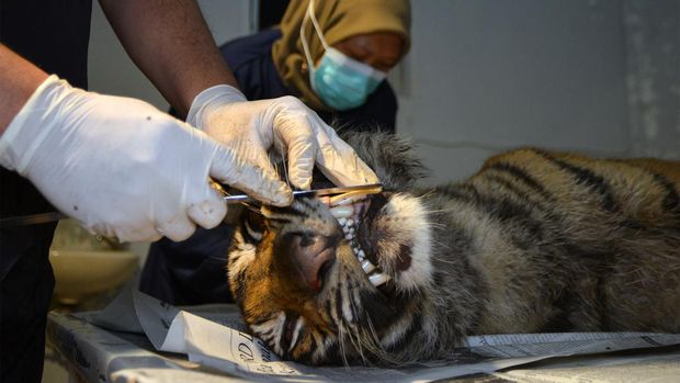 Dokter hewan mengukur telapak kaki bangkai harimau sumatera (Panthera tigris Sumatrae) sebelum dilakukan nekropsi di UPTD Rumah Sakit Hewan Sumatera Barat, di Padang, Jumat (26/7/2024). BKSDA Sumbar mengevakuasi bangkai harimau betina yang kaki depan kirinya sudah buntung itu karena ditemukan mati terjerat di dekat kebun warga di Jorong Sungai Pua, Nagari Sungai Pua, Palembayan, Agam pada Kamis (25/7/2024). ANTARA FOTO/Iggoy el Fitra/rwa.