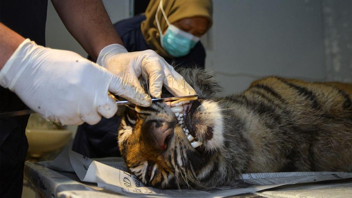 Kasihan, Harimau Sumatera Mati Terkena Jerat di Sumbar Dokter hewan mengukur telapak kaki bangkai harimau sumatera (Panthera tigris Sumatrae) sebelum dilakukan nekropsi di UPTD Rumah Sakit Hewan Sumatera Barat, di Padang, Jumat (26/7/2024). BKSDA Sumbar mengevakuasi bangkai harimau betina yang kaki depan kirinya sudah buntung itu karena ditemukan mati terjerat di dekat kebun warga di Jorong Sungai Pua, Nagari Sungai Pua, Palembayan, Agam pada Kamis (25/7/2024). ANTARA FOTO/Iggoy el Fitra/rwa.