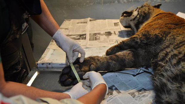 Dokter hewan mengukur telapak kaki bangkai harimau sumatera (Panthera tigris Sumatrae) sebelum dilakukan nekropsi di UPTD Rumah Sakit Hewan Sumatera Barat, di Padang, Jumat (26/7/2024). BKSDA Sumbar mengevakuasi bangkai harimau betina yang kaki depan kirinya sudah buntung itu karena ditemukan mati terjerat di dekat kebun warga di Jorong Sungai Pua, Nagari Sungai Pua, Palembayan, Agam pada Kamis (25/7/2024). ANTARA FOTO/Iggoy el Fitra/rwa.