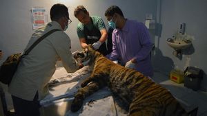 Kasihan, Harimau Sumatera Mati Terjerat di Sumbar