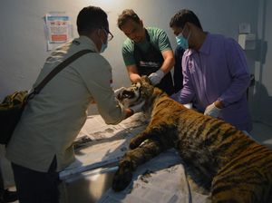 Harimau Sumatera Mati Diduga Terjerat di Agam