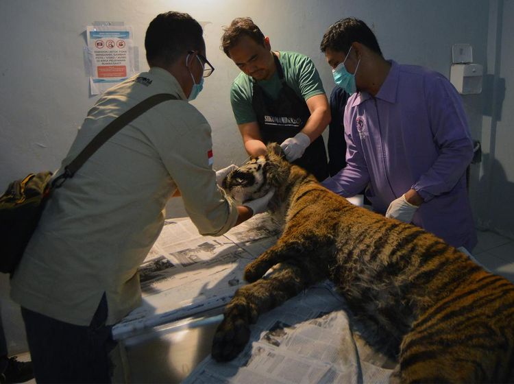 Kasihan, Harimau Sumatera Mati Terjerat di Sumbar