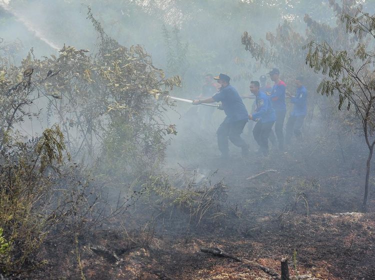 Duh! 10 Hektar Lahan di Jambi Terbakar