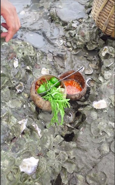 Mantap! Pria Ini Makan Oyster Langsung dari Cangkang di Karang Penuh Lumpur