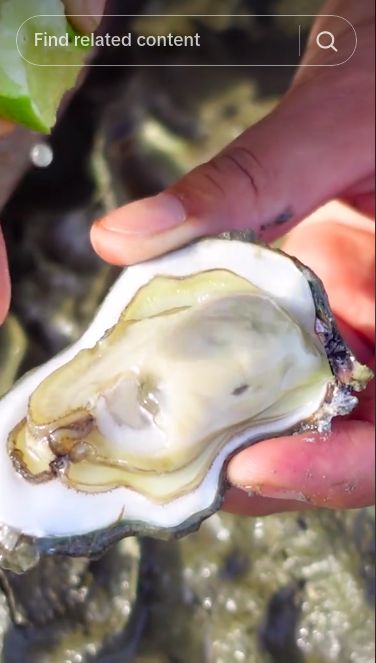 Mantap! Pria Ini Makan Oyster Langsung dari Cangkang di Karang Penuh Lumpur
