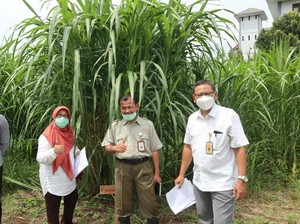 Begini Jika Rumput Gajah Diradiasi dengan Sinar Gama, Jadi Varietas Baru