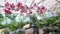 Pameran Flona diisi 165 stan dari Dinas Pertamanan dan Hutan Kota Provinsi DKI Jakarta, jajaran wali kota dan bupati administrasi serta menampilkan stan bernuansa internasional.  