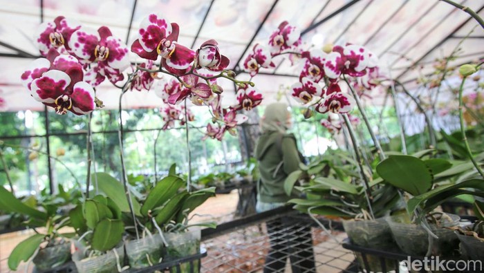 Pameran Flora dan Fauna (Flona) 2024 masih berlangsung di Lapangan Banteng, Jakarta. Beragam tanaman hias dan hewan peliharaan bisa dibeli di sini.