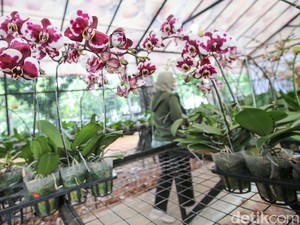 Pameran Tanaman Hias Digelar, Tonjolkan Mutasi Genetik yang Unik