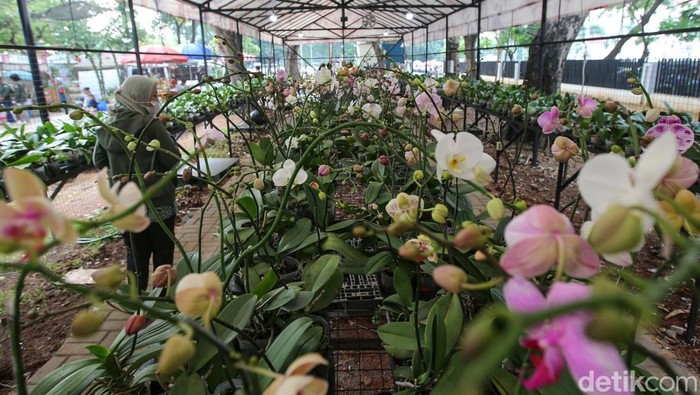 Pameran Flora dan Fauna (Flona) 2024 masih berlangsung di Lapangan Banteng, Jakarta. Beragam tanaman hias dan hewan peliharaan bisa dibeli di sini.