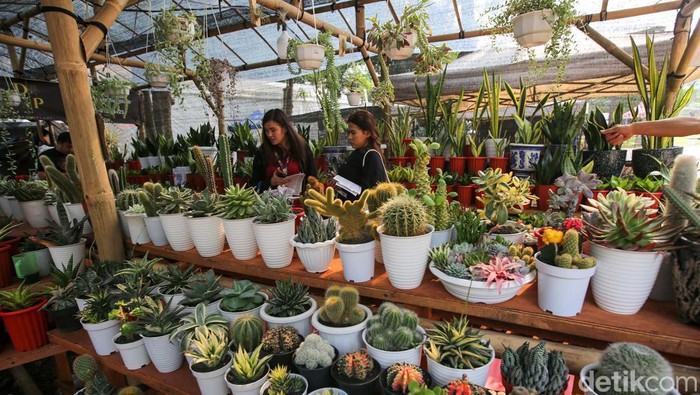 Pameran Flona 2024 Masih Berlangsung, Yuk Serbu! Pameran Flora dan Fauna (Flona) 2024 masih berlangsung di Lapangan Banteng, Jakarta. Beragam tanaman hias dan hewan peliharaan bisa dibeli di sini.