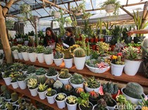 Jangan Sembarangan Pelihara Tanaman, Beda Jenis Beda Cara Siram