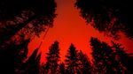 Pemukiman Warga di California Membara Dilalap Kebakaran Hutan