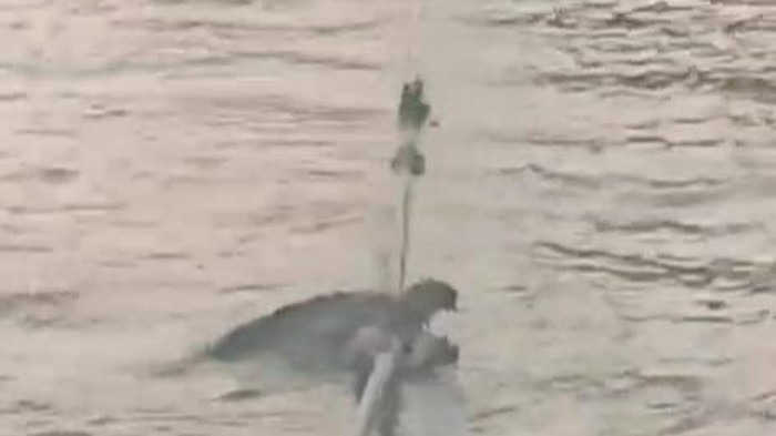 Penampakan buaya gigit tali tongkang di Palembang.