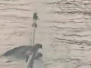 Buaya Kembali Muncul di Sungai Musi, Terlihat Gigit Tali Tongkang