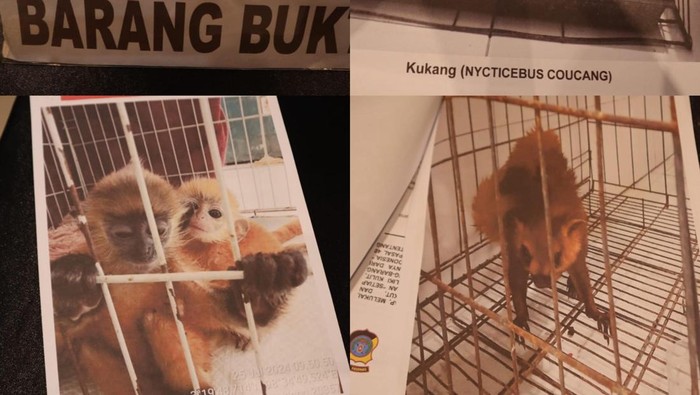 Penampakan satwa dilindungi yang diamankan polisi. (Foto: dok Polrestabes Medan).