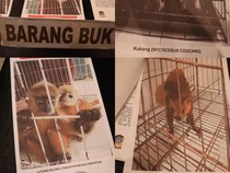 Polisi Gagalkan Perdagangan 6 Satwa Dilindungi di Medan, 2 Pelaku Ditangkap