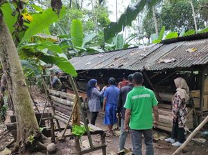 Gigitan Maut Anjing Liar Sebabkan 70 Domba di Pangandaran Mati