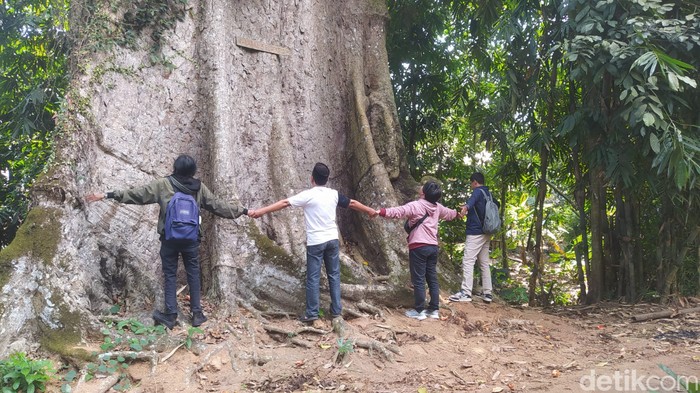 Pohon randu alas raksasa di Desa Kebonrejo, Kecamatan Candimulyo, Kabupaten Magelang, Jumat (26/7/2024).