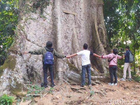 Pohon randu alas raksasa di Desa Kebonrejo, Kecamatan Candimulyo, Kabupaten Magelang, Jumat (26/7/2024).