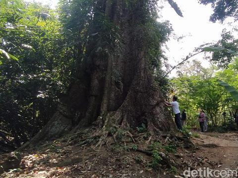 Pohon randu alas raksasa di Dusun Kapuranggan, Desa Kebonrejo, Kecamatan Candimulyo, Kabupaten Magelang, Jumat (26/7/2024).