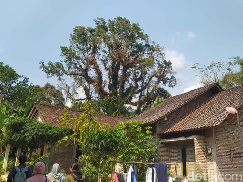 Pohon randu alas raksasa di Dusun Kapuranggan, Desa Kebonrejo, Kecamatan Candimulyo, Kabupaten Magelang, Jumat (26/7/2024).