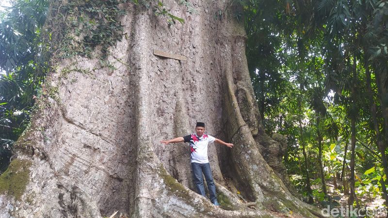 Pohon randu alas raksasa di Dusun Kapuranggan, Desa Kebonrejo, Kecamatan Candimulyo, Kabupaten Magelang, Jumat (26/7/2024).