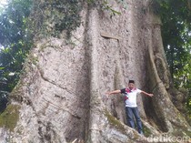 Mitos Pohon Randu Alas, Kenapa Pantang Ditebang Sembarangan?