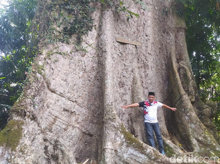 Pohon randu alas raksasa di Dusun Kapuranggan, Desa Kebonrejo, Kecamatan Candimulyo, Kabupaten Magelang, Jumat (26/7/2024).