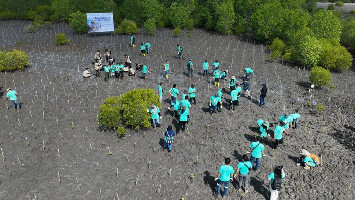 PT BSI melakukan penanaman mangrove