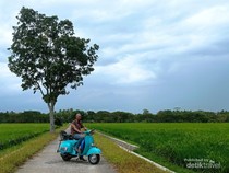 Hamparan Sawah di Desa Singkil Purworejo Secantik Ini