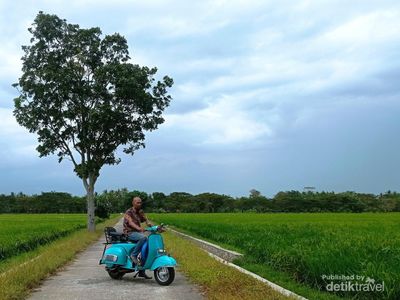 Hamparan Sawah di Desa Singkil Purworejo Secantik Ini