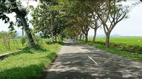 Pepohonan rindang yang menaungi jalan di Desa Singkil