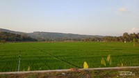 Tanaman padi yang tersusun dengan rapi