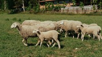 Sama populernya dengan daging sapi, daging domba yang memiliki aroma dan rasa khas ternyata tidak bisa diterima semua orang. Foto: Site/Pool