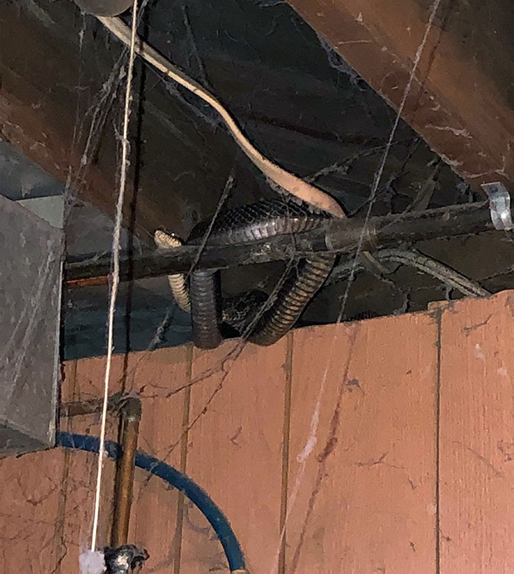 Foto Basement Mengerikan