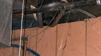 Ketika menemukan penghuni tetap ruang bawah tanah. Foto: Reddit via Boredpanda