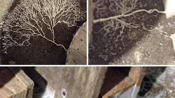 Ketika jamur mulai menguasi basement. Foto: Reddit via Boredpanda