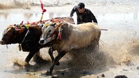 Tradisi karapan sapi brujul yang sudah ada sejak tahun 1950-an digelar sebagai upaya melestarikan tradisi dan budaya di wilayah tersebut. 