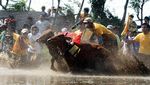 Lomba Karapan Sapi Brujul Upaya Lestarikan Tradisi dan Budaya