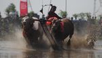 Lomba Karapan Sapi Brujul Upaya Lestarikan Tradisi dan Budaya