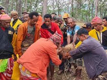 Kelompok Tani TTS Disanksi Adat gegara Tebang Pohon di Hutan Gunung Mutis
