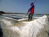 Melihat Panen Garam di Sidoarjo