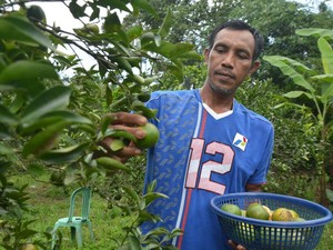Kisah Sukses Transmigran Lewat Pertanian Organik di Muara Enim
