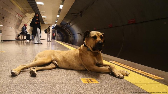 Rencana Pemerintahan Erdogan Berantas Anjing Liar