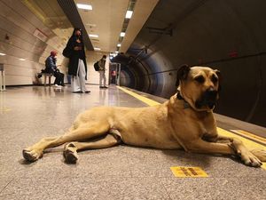 Apa Hukum Memelihara Anjing dalam Islam? Ini Pendapat dari 3 Mazhab