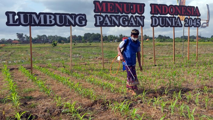 Petugas memberikan pelatihan perawatan varietas baru jagung unggul bioteknologi kapada petani. Beberapa keunggulan dipaparkan kepada petani pada acara Rembug Utama dan Expo KTNA Nasional di Bali, Minggu (28/7/2024).