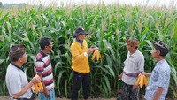 Petugas memberikan pelatihan perawatan varietas baru jagung unggul bioteknologi kapada petani. Beberapa keunggulan dipaparkan kepada petani pada acara Rembug Utama dan Expo KTNA Nasional di Bali, Minggu (28/7/2024). 