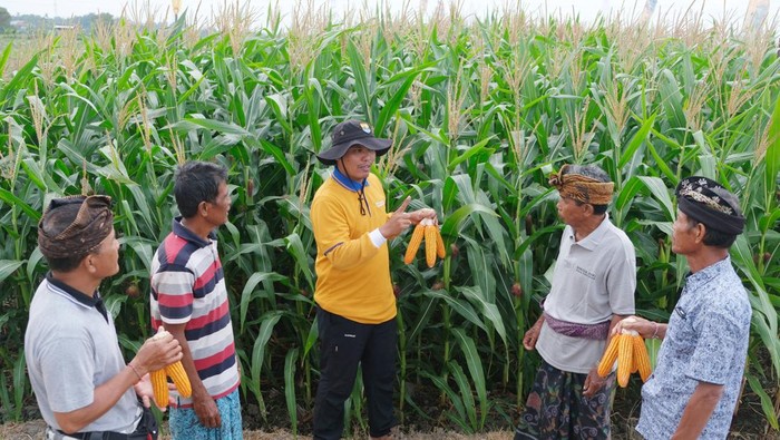 Dukung Swasembada Pangan, Bali Kembangkan Jagung Bioteknologi Petugas memberikan pelatihan perawatan varietas baru jagung unggul bioteknologi kapada petani. Beberapa keunggulan dipaparkan kepada petani pada acara Rembug Utama dan Expo KTNA Nasional di Bali, Minggu (28/7/2024).